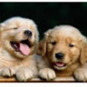 Meet your Posher, Angel